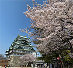 写真：城と桜