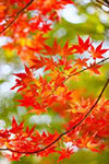 写真:紅葉