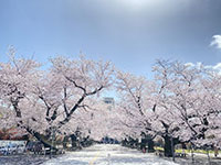 写真:桜並木
