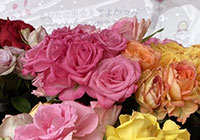 写真:薔薇