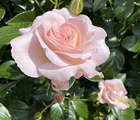 写真:薔薇