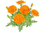 イラスト:花