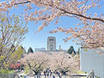写真:桜
