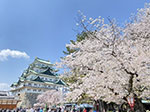 写真:桜
