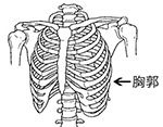イラスト：胸郭